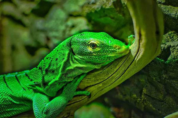 Yeşil Gecko bir dalda dinleniyor