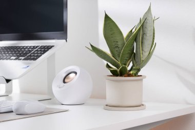 Snake plant dwarf varieties in minimalist white ceramic pots on a white desk.