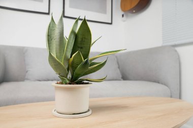 Sansevieria dwarf varieties in minimalist white ceramic pots. Dracaena Trifasciata Golden Hahnii
