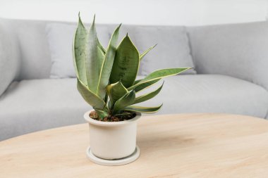 Sansevieria dwarf varieties in minimalist white ceramic pots. Dracaena Trifasciata Golden Hahnii