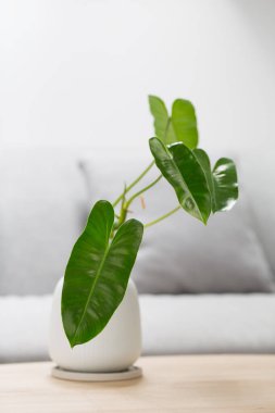 Philodendron burle-marxii in a white vase