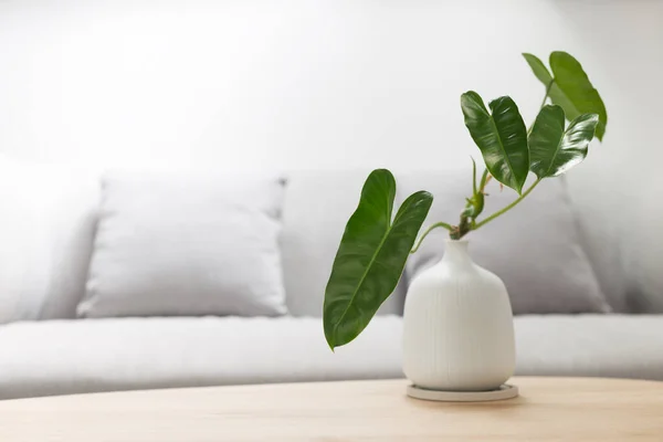 Marx Burle Philodendron Dans Vase Blanc Sur Une Table Bois — Photo