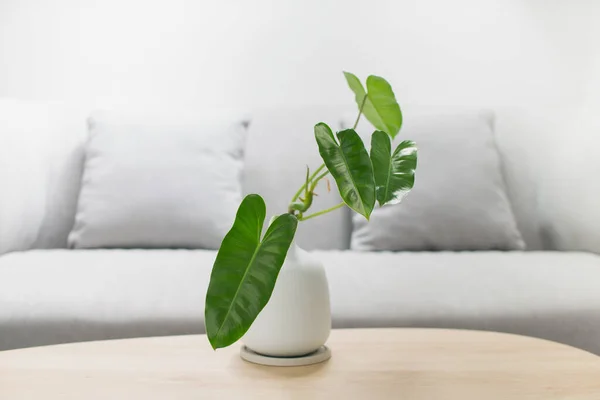 Marx Burle Philodendron Dans Vase Blanc Sur Une Table Bois — Photo