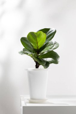 Beyaz masa üzerinde beyaz plastik kapta keman inciri ya da Ficus lyrata.