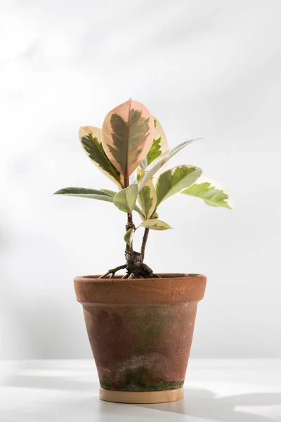 Ficus elastica or Indian rubber plant in clay pot.