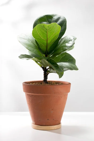 Fiddle leaf fig or Ficus lyrata warb in the orange clay pot on a white table.