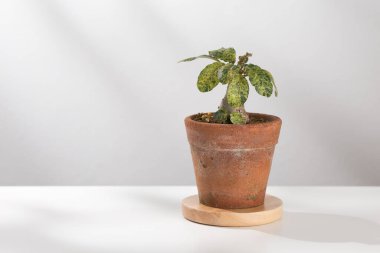 Dorstenia foetida variegata veya Dorstenia Bitkisi kilden demlikte.