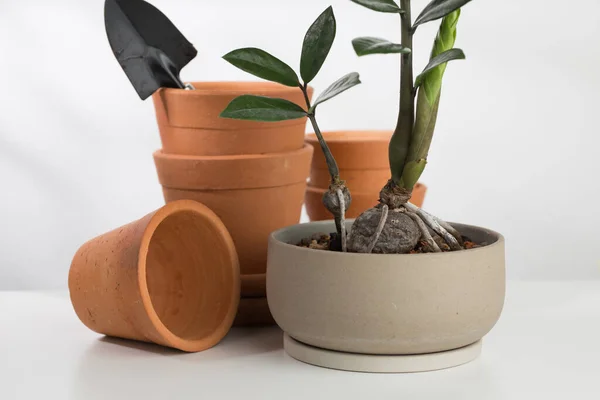 stock image Zanzibar Gem or ZZ Plant or Zamioculcas Zamiifolia in a light brown pot and gardening equipment.