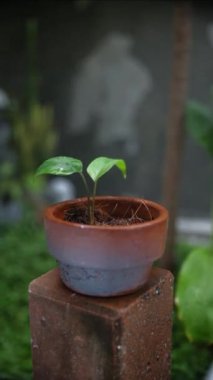 Küçük boy Homalomena rubescens kil bir çömlekte değişik tohumlar..