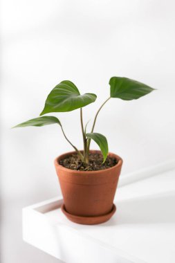 Kupa Kralı ya da Homalomena Rubescens, beyaz masadaki kil çömleklerde fideleri filizlendirir.