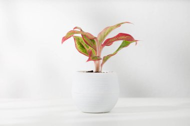 Aglaonema beyaz plastik bir tencerede, ahşap bir masada oturma odasında, Hava Arıtma Tesisleri kapalı alanda..