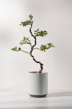 Serissa foetida bonsai beyaz seramik bir tencerede.