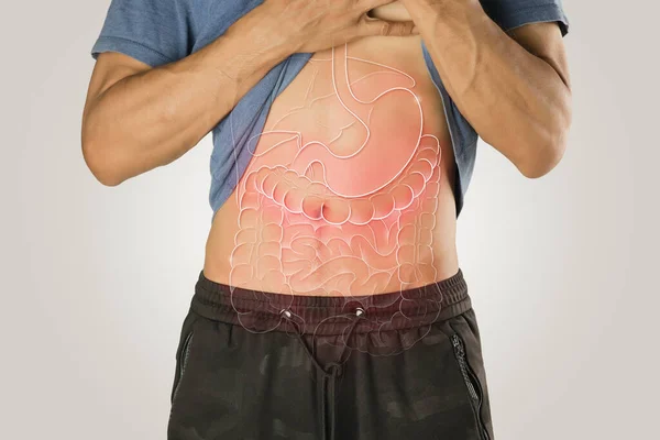 Inre Organ Illustration Den Manliga Kroppen Mot Ljusgrå Bakgrund Lever — Stockfoto