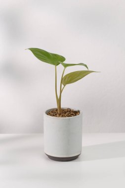Homalomena rubescens (Roxb.) Kunth beyaz bir seramik tencerede tahta bir masanın üzerinde beyaz bir arka planı var..