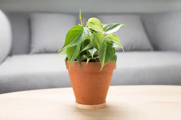 stock image Philodendron Brasil green foliage thrives in a classic terracotta pot, set upon a polished wooden surface.