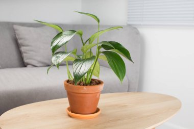 Terracotta 'da Epipremnum Pinnatum veya Philodendron Dragon Tail, modern iç dekorun minimalist bir arka planına karşıdır..