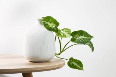 Çeşitli yaprakları olan minimalist beyaz bir vazo, hafif bir arkaplana karşı zarif bir görüntü oluşturan bir Sengonyum wendlandii Schott sergiliyor..
