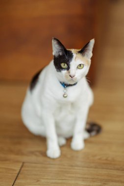 Kedi ahşap bir zeminde zarif bir şekilde oturur, çarpıcı sarı gözleri objektife bakar. Çanı olan mavi yaka biraz cazibe katıyor..