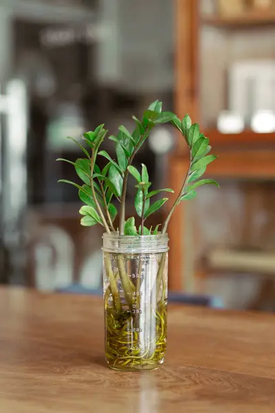 stock image Zuzu plant or Zamioculcas zamiifolia or Zanzibar Gem. A lush sprout flourishes within its aqueous cradle, epitomizing natures resilience and the simplicity of life.