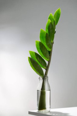 Görüntü, beyaz bir yüzeyde parlak, oval şekilli bir vazoda güneş ışığından gelen çizgili gölgelerle vurgulanmış zamioculcas zamiifolia ya da zz bitkisini betimliyor..