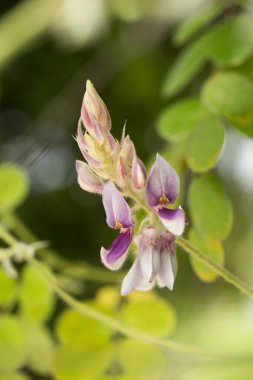 Afgekia mahidoliae B. L. Burtt & Chermsir, nadide bir bitki, narin mor çiçekler ve tüylü tomurcuklarla çiçek açar..