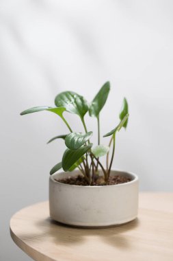 Bir Drimiopsis maculata bitkisi beyaz bir seramik kapta oturur ve uzaya biraz yeşillik katar..