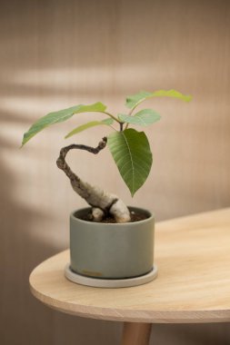 Bir Phyllanthus Mirabilis Bonsai, ahşap bir masanın üzerindeki yeşil seramik bir tencerede zarif bir şekilde oturur ve eşsiz bükülmüş gövdesini ve canlı yapraklarını gösterir..