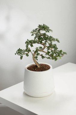 Feroniella Lucida (Scheff.) Beyaz bir tencerede zarif bir şekilde sergilenen Swingle bonsai, bonsai ekiminin narin sanatının bir örneği..