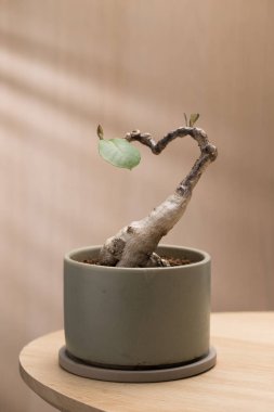 Bir Phyllanthus mirabilis bonsai, zarif şekilli, minimalist seramik bir tencerede oturuyor, eşsiz bükülmüş gövdesini ve seyrek yapraklarını sergiliyor..