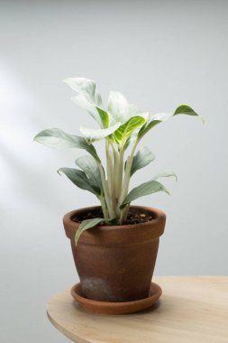 Aglaonema commutatum ya da Gümüş Kraliçe bitkisi, çarpıcı yeşil ve beyaz yapraklarıyla, ahşap bir masada bir terasotta tenceresinde oturur ve iç mekanları geliştirir..