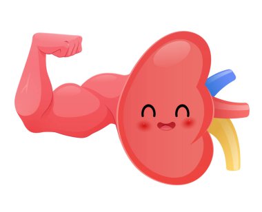 Beyaz arka plandaki bu canlı böbrek çizimi neşeli bir gülümseme içeriyor, sağlıklı ve mutlu böbrekleri sembolize ediyor..