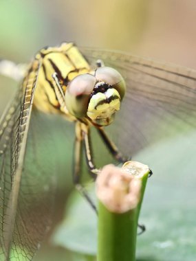 Sarı bir yusufçuk bir sapın üzerinde dinleniyor, kanatları görünür durumda, ve yüzü detaylandırılmış.