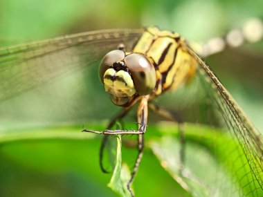 Yaprağın üzerinde yusufçuk