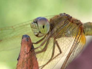 Doğadaki böceğin yakın görüntüsü