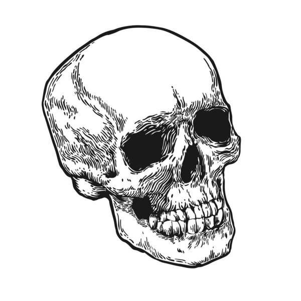Black White Skull — Stock Vector