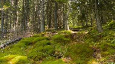 Yumuşak, parlak yeşil yosunların yetiştiği kozalaklı ağaçlardan oluşan sık bir orman. Güneş ışınları ağaçların tepelerinden geçip orman zeminini aydınlatıyor. Ortam sakin ve doğal..