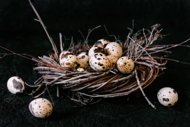 Bıldırcın yumurtası. Yuvadaki yumurtalar. Koyu arkaplan