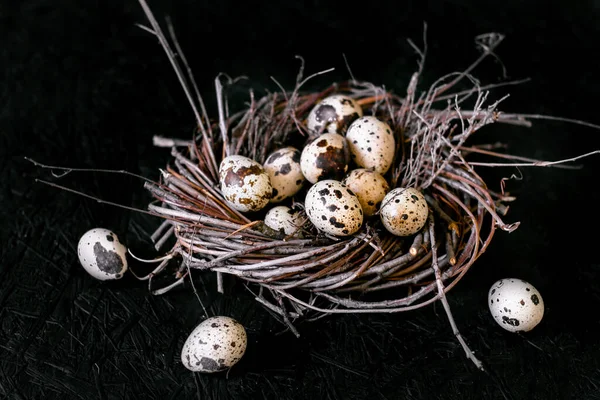 Quail eggs. Eggs in the nest. Dark background