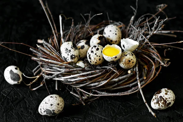 Quail eggs. Eggs in the nest. Dark background