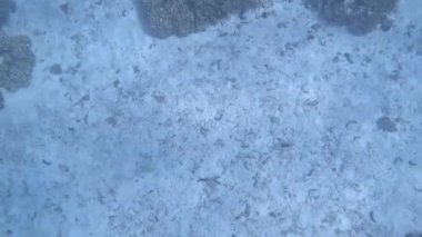 Kayalar ve yumuşak akıntılarla bezenmiş kumlu deniz yatağının sakin manzarası Umman 'daki Ad Dimaniyat Adaları' nın yüzeyinin altındaki deniz güzelliğini vurguluyor.