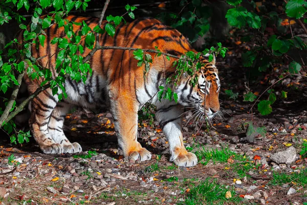 Tigre Esconde Natureza Habitat Vida Selvagem Tigre — Fotografia de Stock