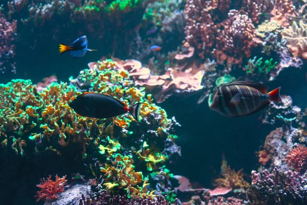 热带水深处的鱼 神奇的水下自然 — 图库照片