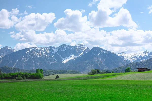 Groene Weide Alpen Besneeuwde Bergen Groene Natuur — Stockfoto