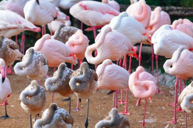 Flamingo sürüsü. Pembe egzotik tropik kuşlar
