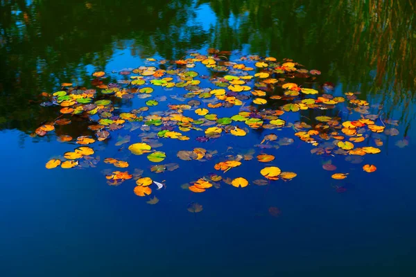 Vodní Lilie Rybník Podzimním Období Nymphaeaceae Rostliny Vodní Hladině — Stock fotografie