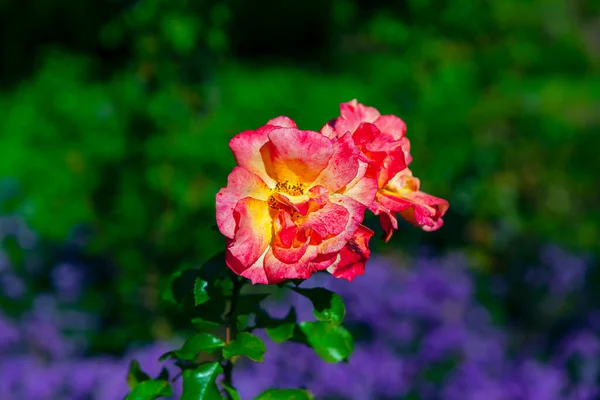 Róża Mokrymi Płatkami Kwiat Kwitnie Ogrodzie — Zdjęcie stockowe