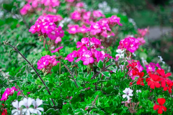 Blommande Blommor Vårparken Blommande Prydnadsträdgård — Stockfoto