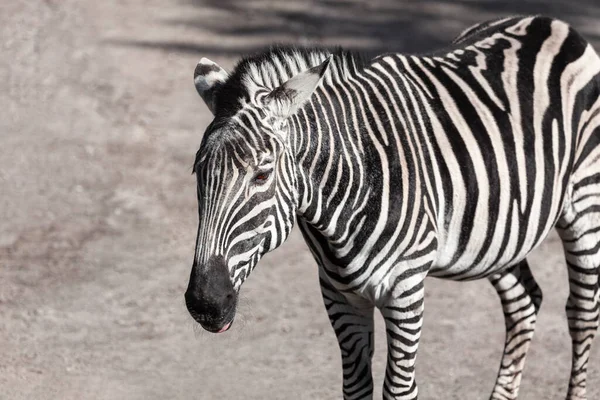 Zebra Czarno Białe Zwierzę Koń Afrykański Paski — Zdjęcie stockowe