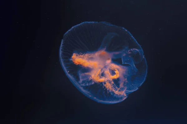 太空中的水母深蓝色水中的水母 — 图库照片