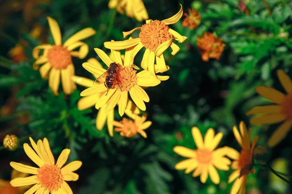 Pszczoła Żółtych Kwiatach Kwitnące Kwiaty Ogrodzie Ozdobnym — Zdjęcie stockowe